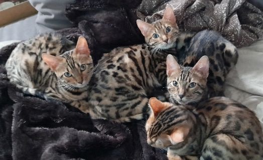 Bengal-Kitten suchen neues Zuhause