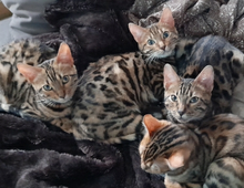 Bengal-Kitten suchen neues Zuhause