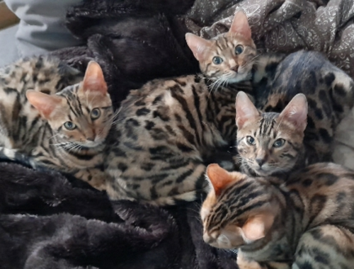 Bengal-Kitten suchen neues Zuhause