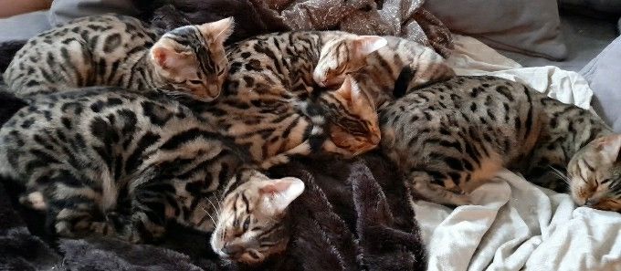 Bengal-Kitten suchen neues Zuhause