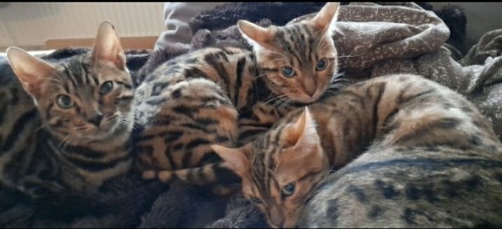 Bengal-Kitten suchen neues Zuhause