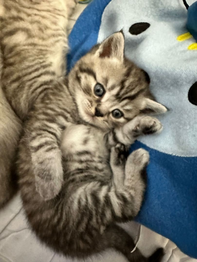 Bhk kitten zu verkaufen