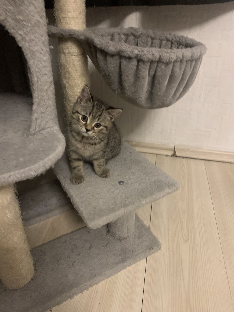 Bhk kitten zu verkaufen