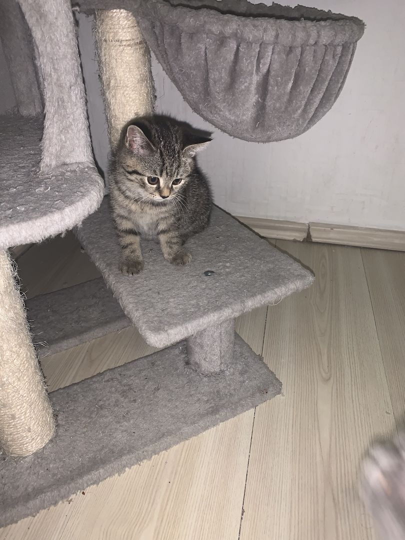 Bhk kitten zu verkaufen
