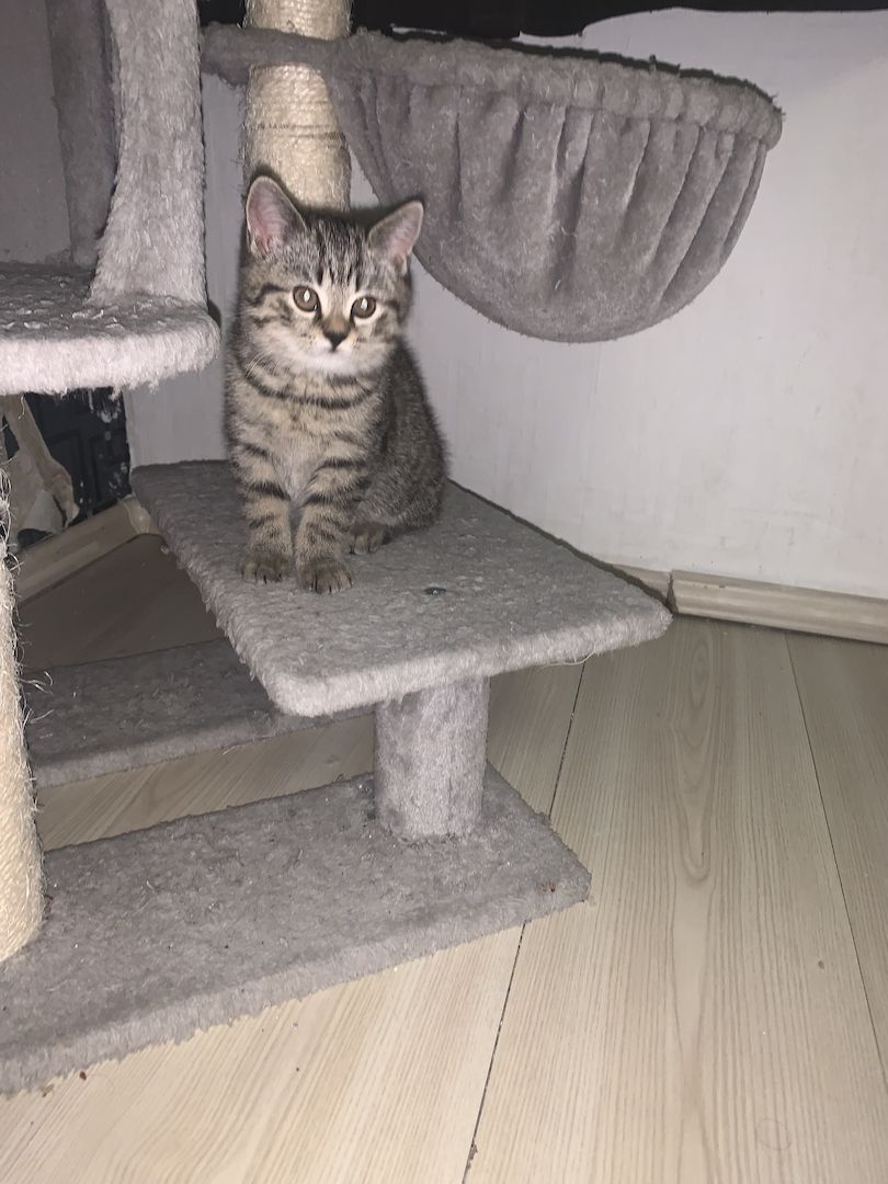 Bhk kitten zu verkaufen