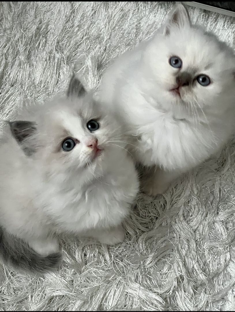 2 Kitten der Rasse Birma 2 Kitten der Rasse Birma