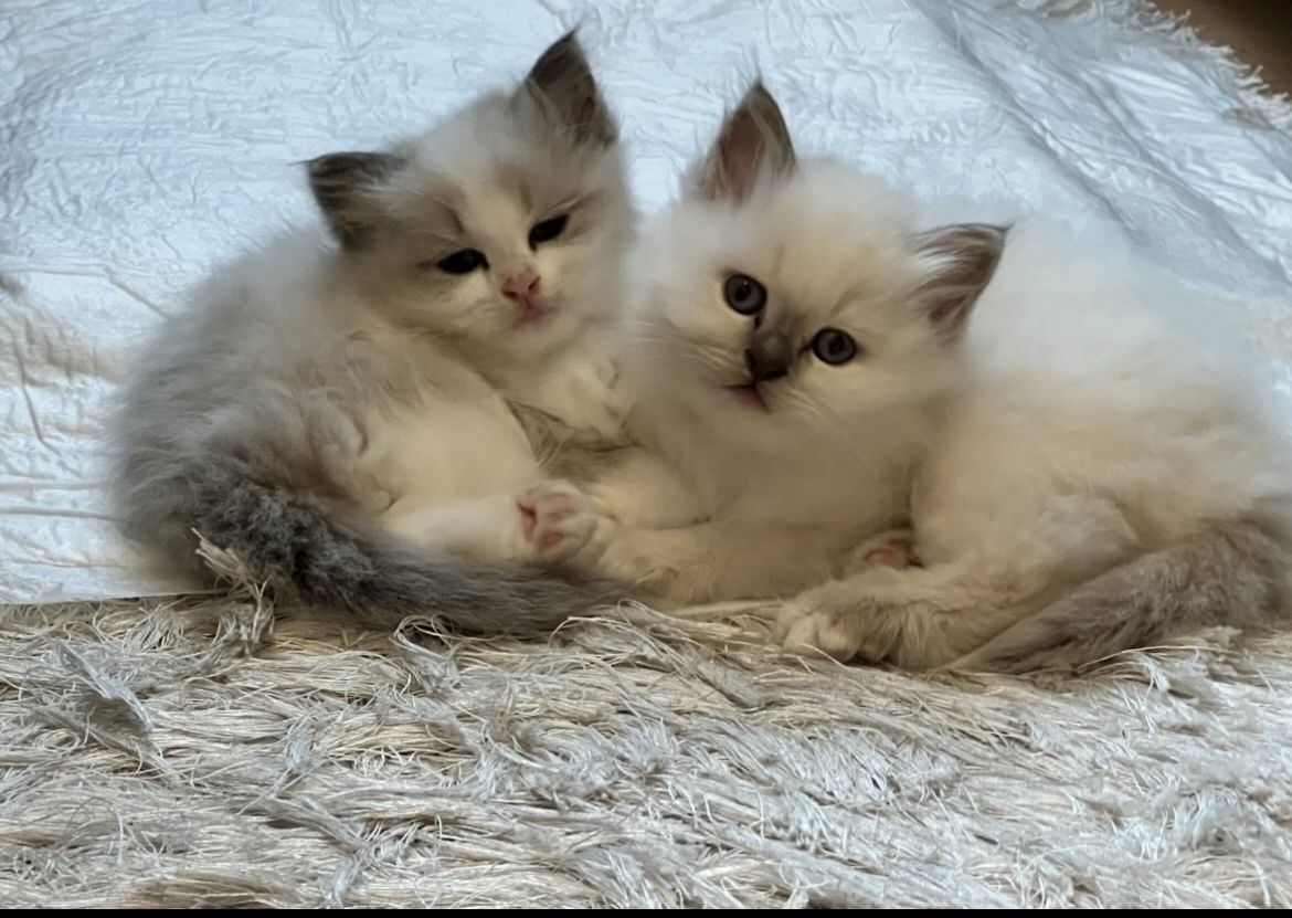 2 Kitten der Rasse Birma 2 Kitten der Rasse Birma