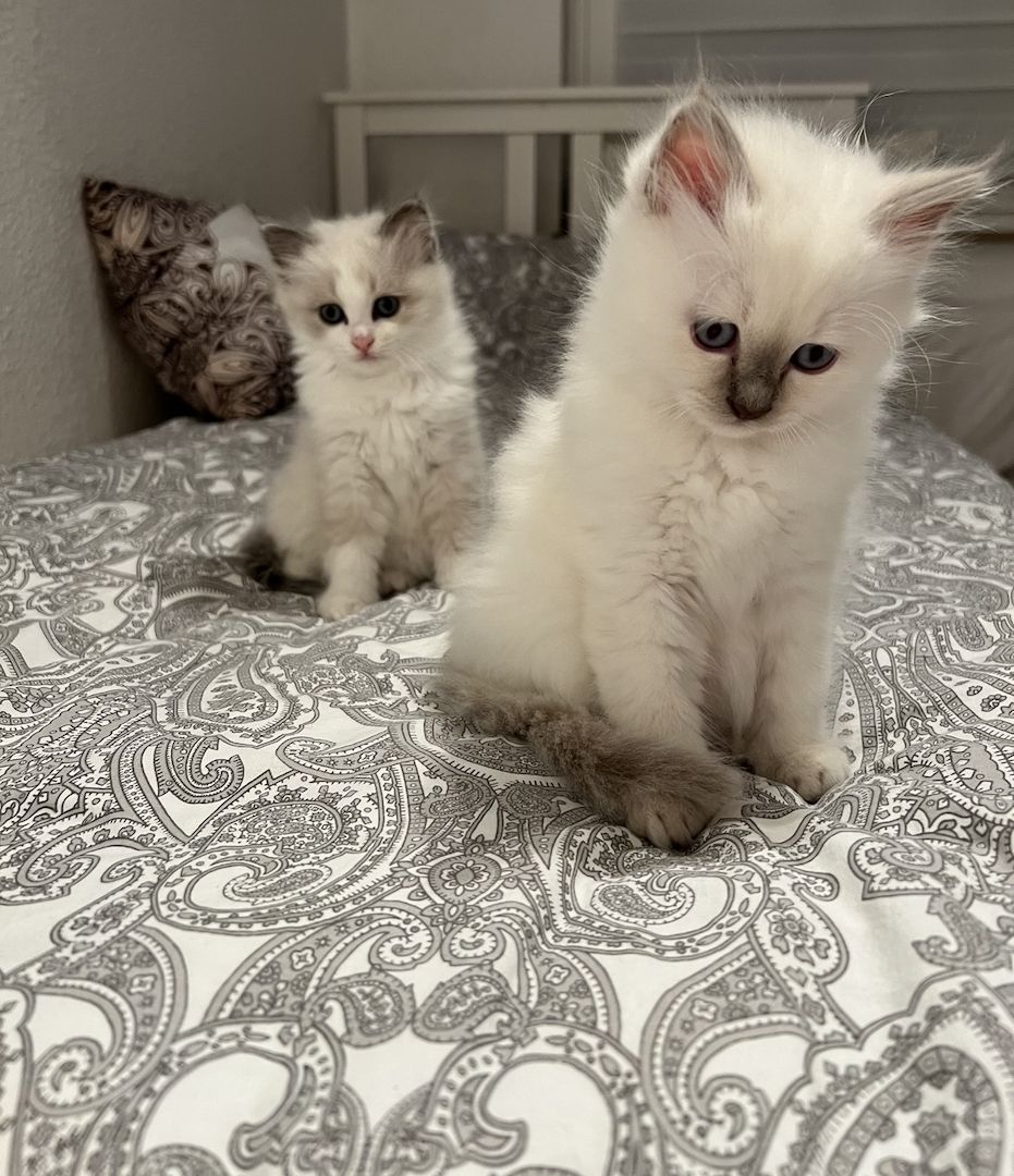 2 Kitten der Rasse Birma 2 Kitten der Rasse Birma