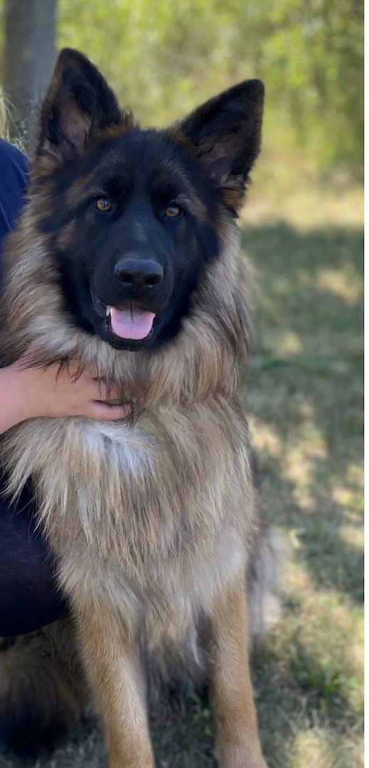 Schäferhündin zu Verkaufen Schäferhündin zu Verkaufen