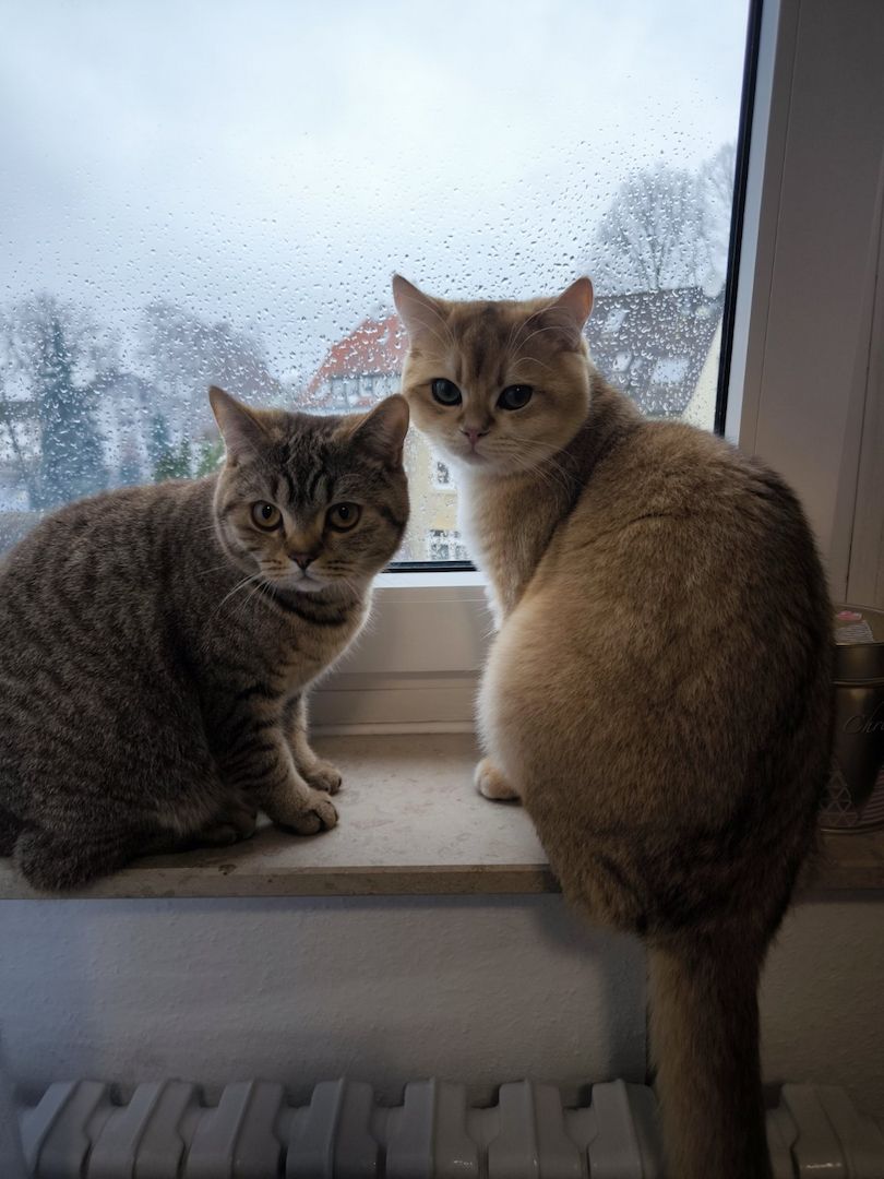 BKH reinrassig Junge Katzen und Kater suchen ein neues Zuhause. BKH reinrassig Junge Katzen und Kater suchen ein neues Zuhause.