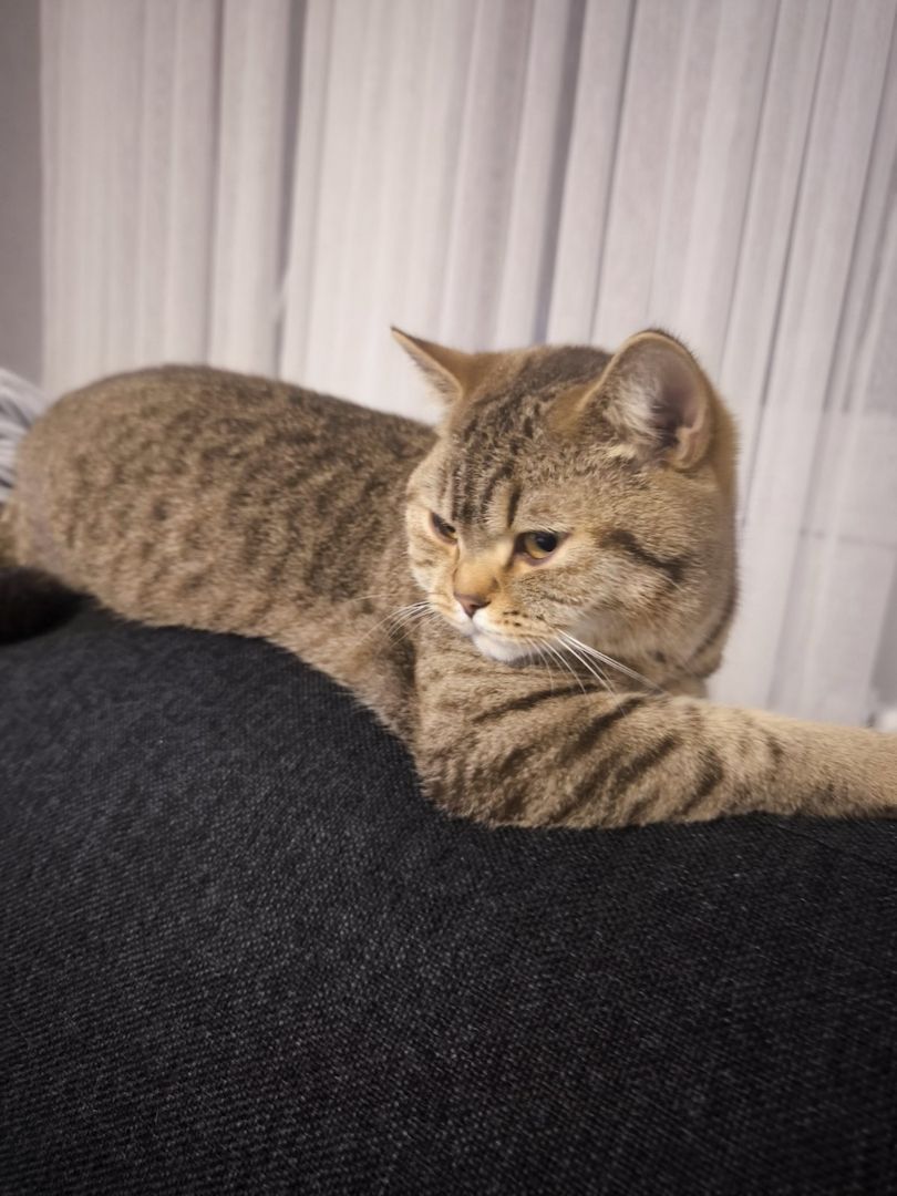 BKH reinrassig Junge Katzen und Kater suchen ein neues Zuhause. BKH reinrassig Junge Katzen und Kater suchen ein neues Zuhause.