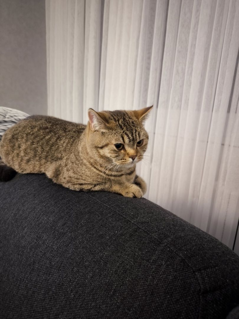 BKH reinrassig Junge Katzen und Kater suchen ein neues Zuhause. BKH reinrassig Junge Katzen und Kater suchen ein neues Zuhause.