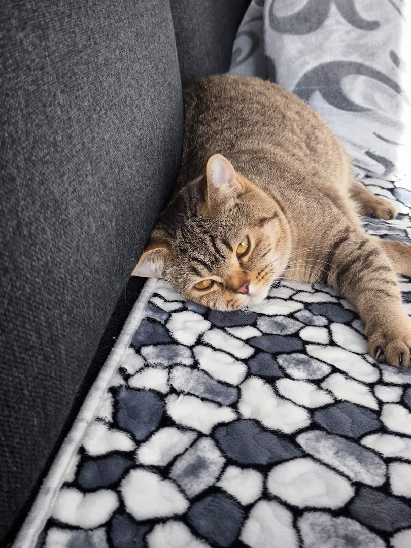 BKH reinrassig Junge Katzen und Kater suchen ein neues Zuhause. BKH reinrassig Junge Katzen und Kater suchen ein neues Zuhause.