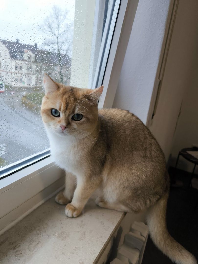 BKH reinrassig Junge Katzen und Kater suchen ein neues Zuhause. BKH reinrassig Junge Katzen und Kater suchen ein neues Zuhause.