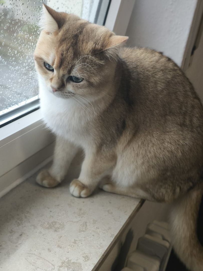 BKH reinrassig Junge Katzen und Kater suchen ein neues Zuhause. BKH reinrassig Junge Katzen und Kater suchen ein neues Zuhause.