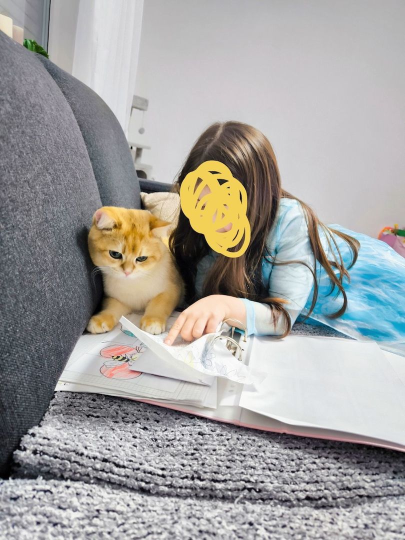 BKH reinrassig Junge Katzen und Kater suchen ein neues Zuhause. BKH reinrassig Junge Katzen und Kater suchen ein neues Zuhause.