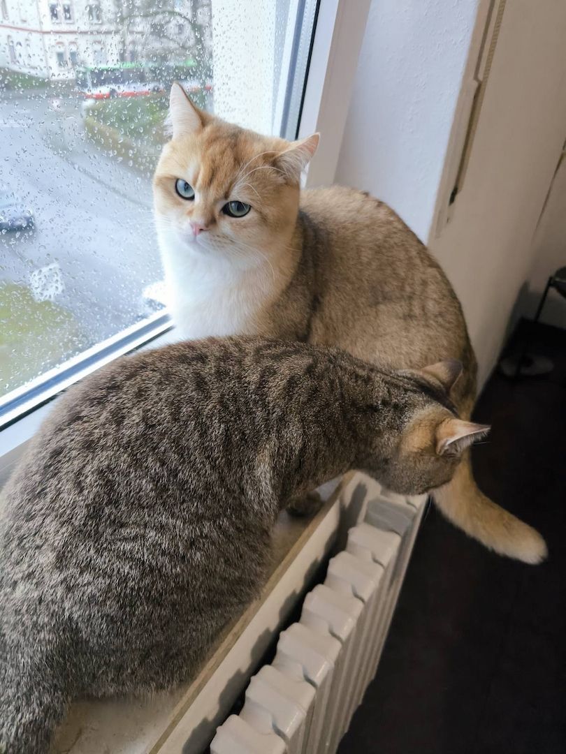 BKH reinrassig Junge Katzen und Kater suchen ein neues Zuhause. BKH reinrassig Junge Katzen und Kater suchen ein neues Zuhause.