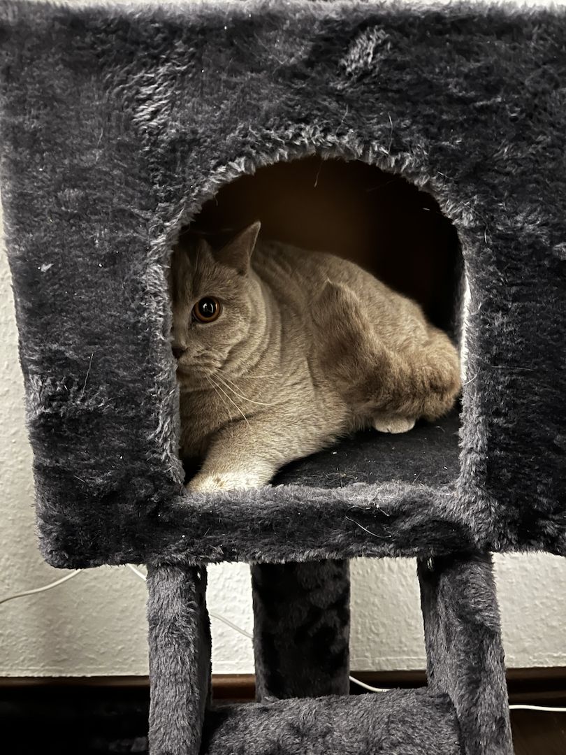 BKH Kater such neues zu Hause