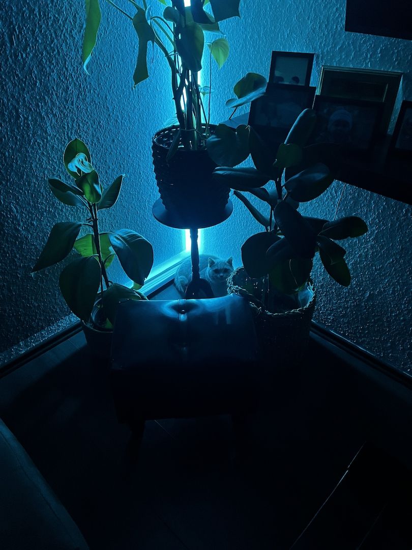 BKH Kater such neues zu Hause