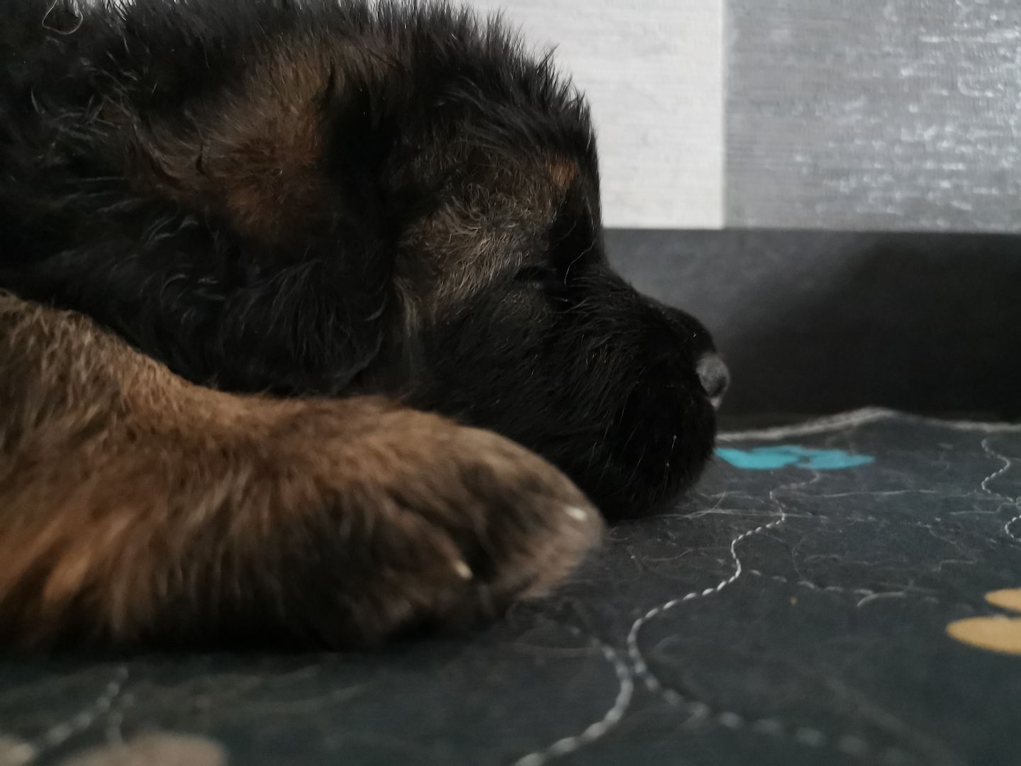 Deutsche Schäferhund -Welpen-  zu vergeben