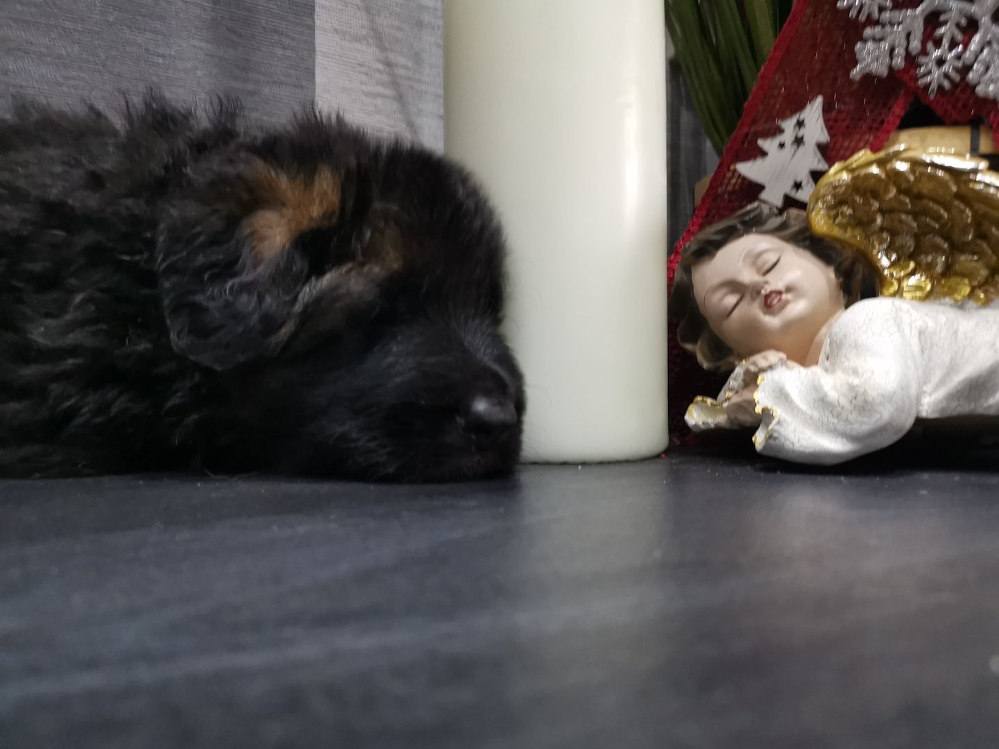 Deutsche Schäferhund -Welpen-  zu vergeben