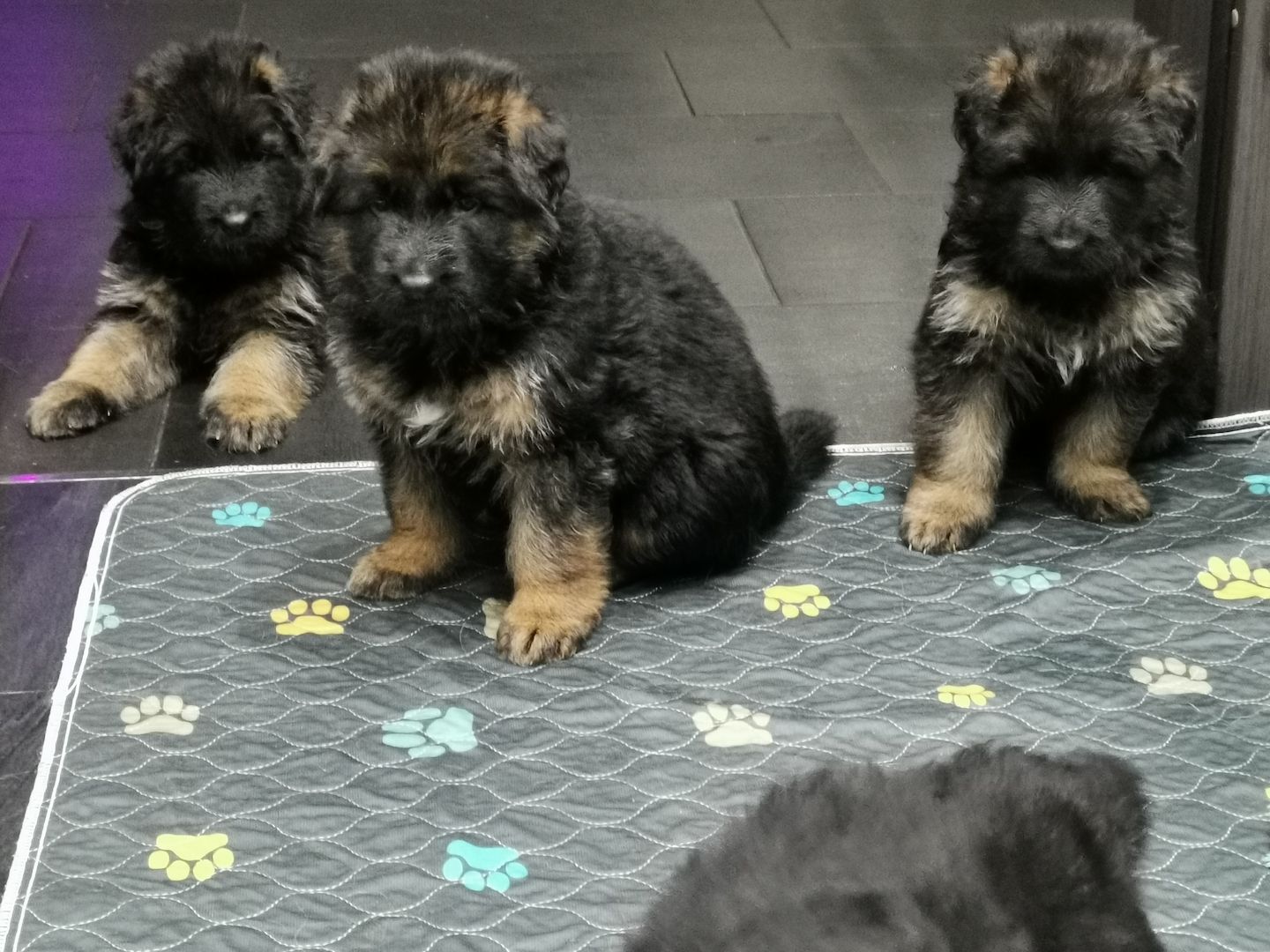 Deutsche Schäferhund -Welpen-  zu vergeben