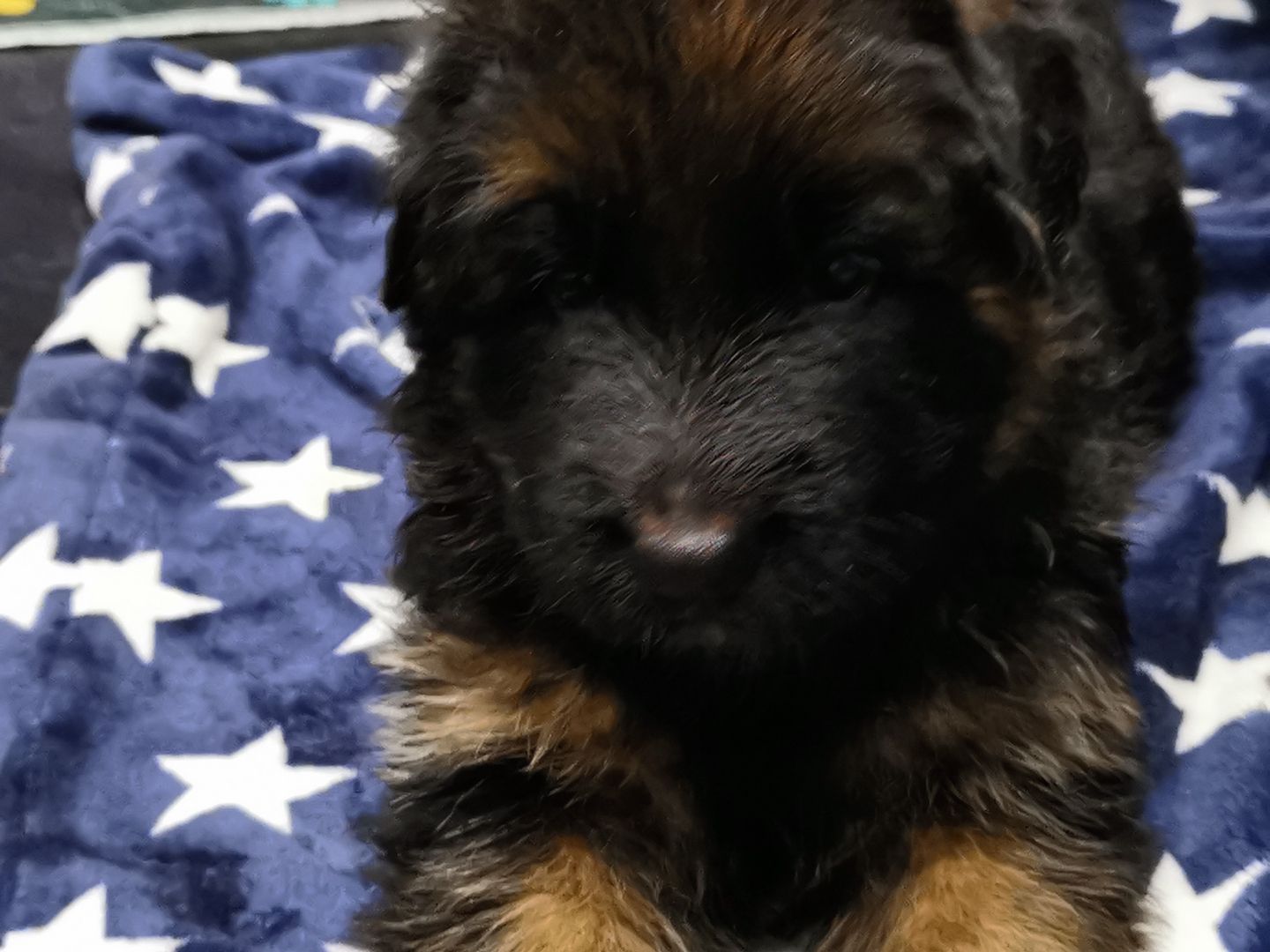 Deutsche Schäferhund -Welpen-  zu vergeben