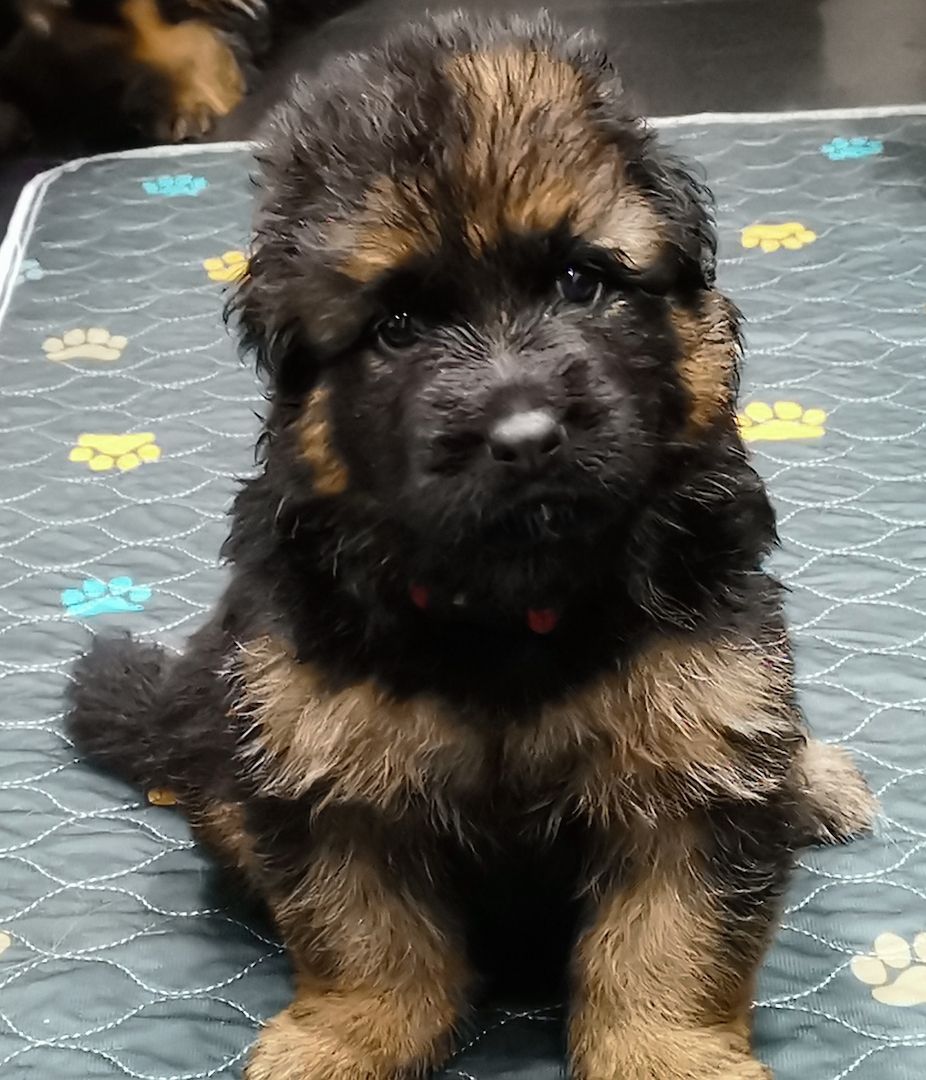 Deutsche Schäferhund -Welpen-  zu vergeben