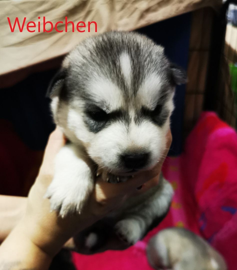 Siberian Husky Welpen