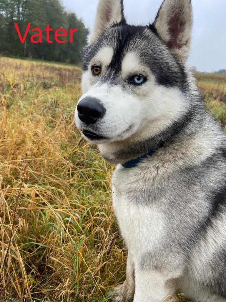 Siberian Husky Welpen