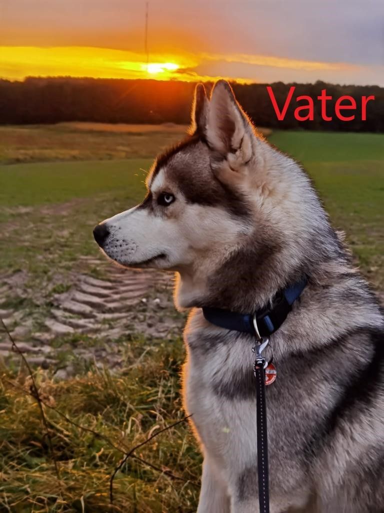 Siberian Husky Welpen