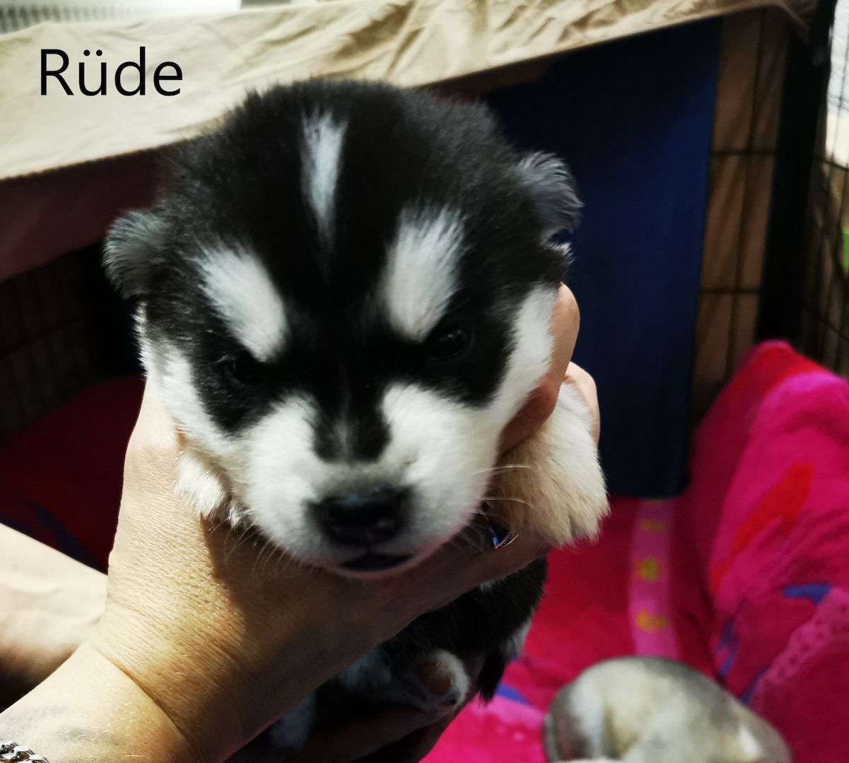 Siberian Husky Welpen