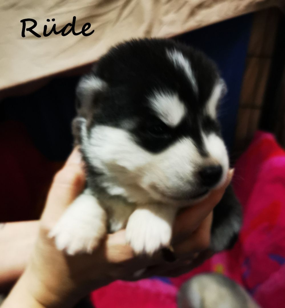 Siberian Husky Welpen