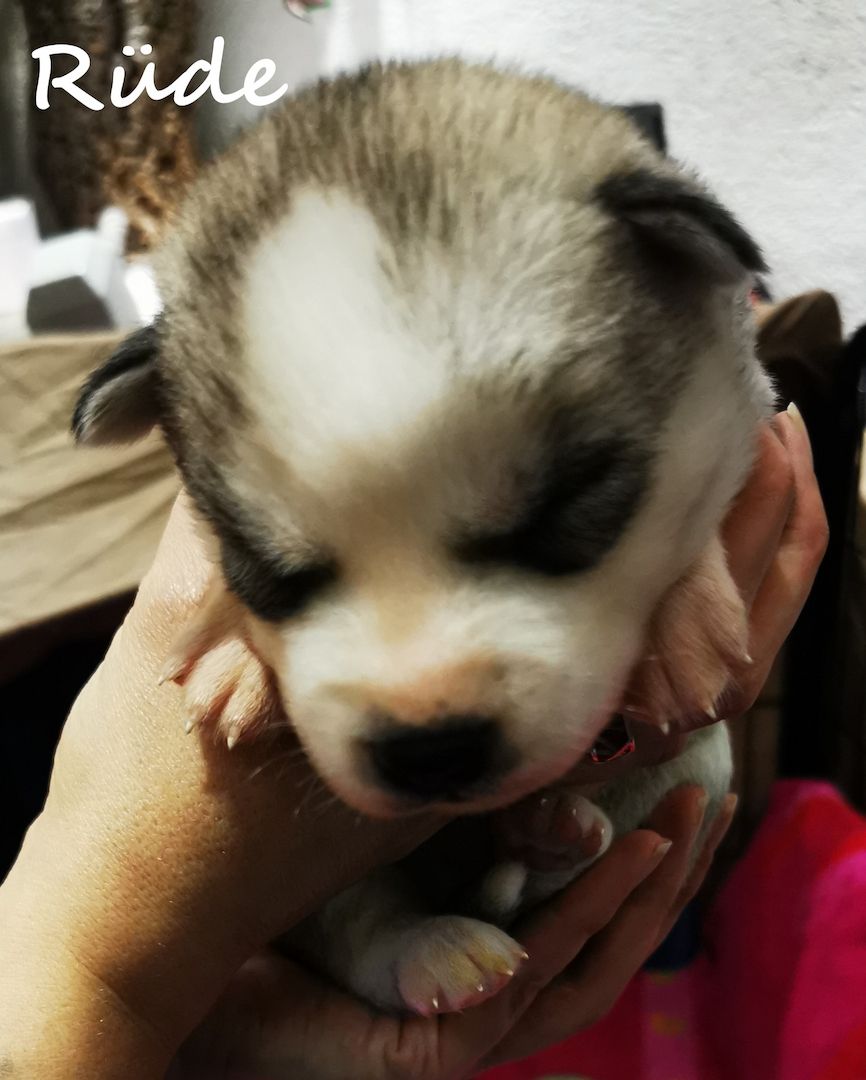Siberian Husky Welpen