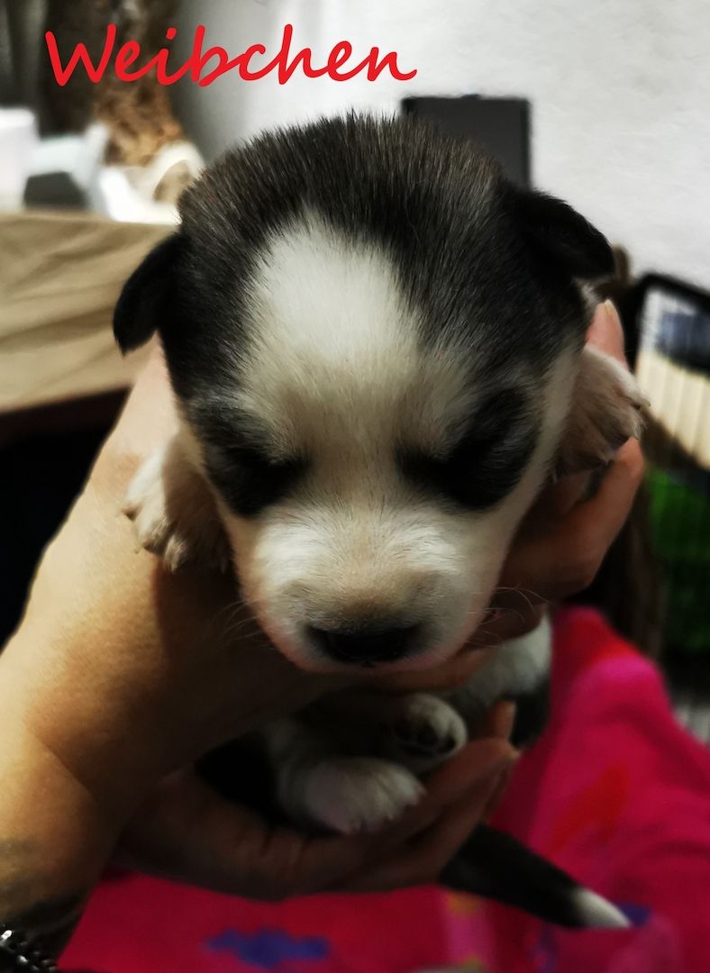 Siberian Husky Welpen