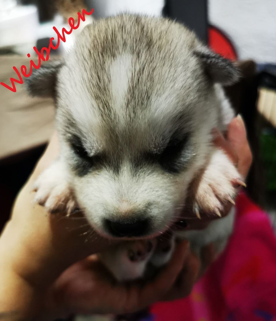 Siberian Husky Welpen