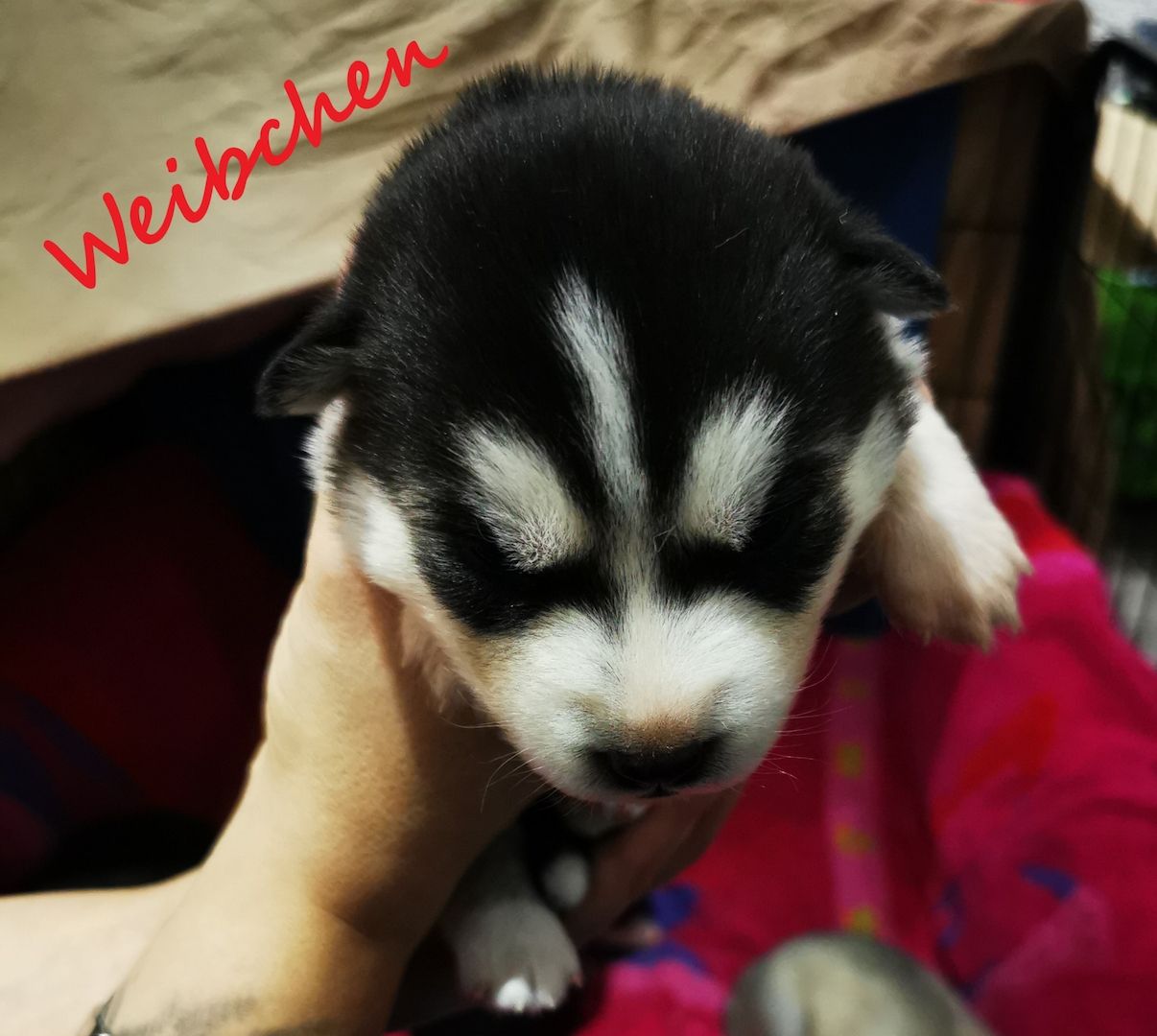 Siberian Husky Welpen