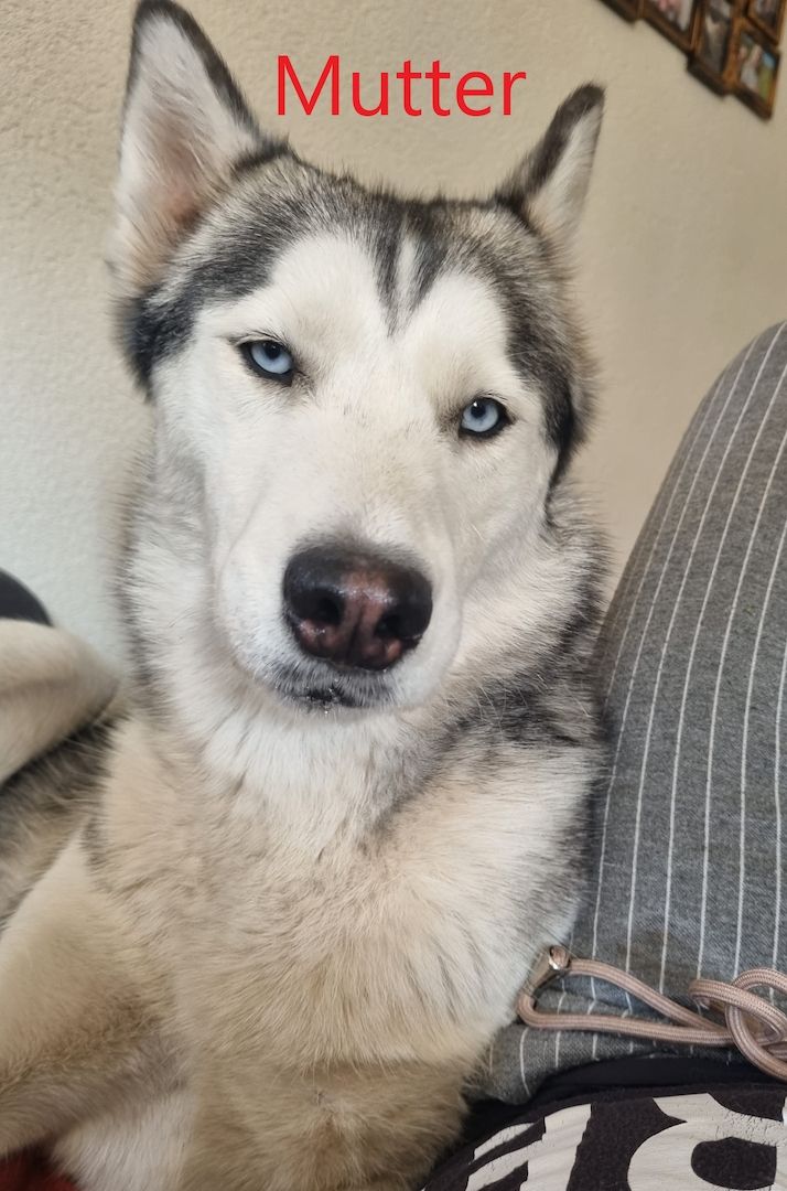 Siberian Husky Welpen