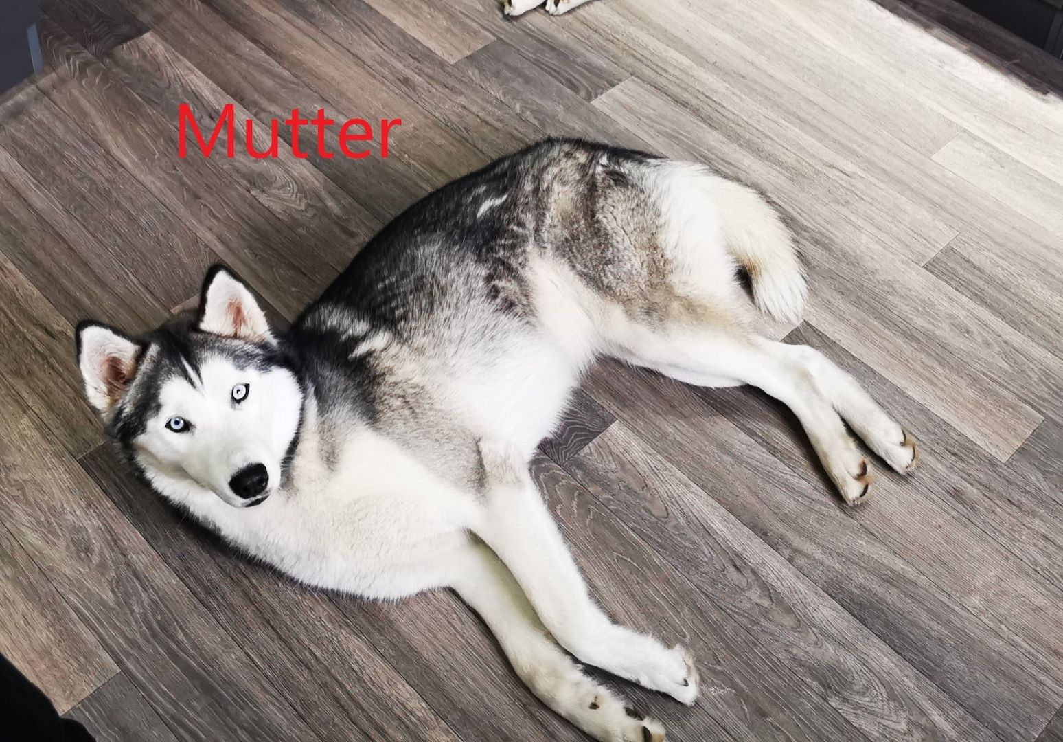 Siberian Husky Welpen