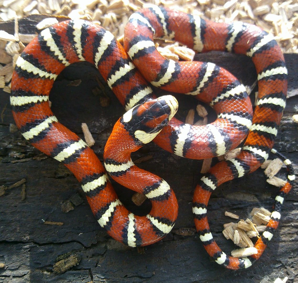 1 Chihuahuan-Berg-Königsnatter, Lampropeltis knoblochi NZ 23
