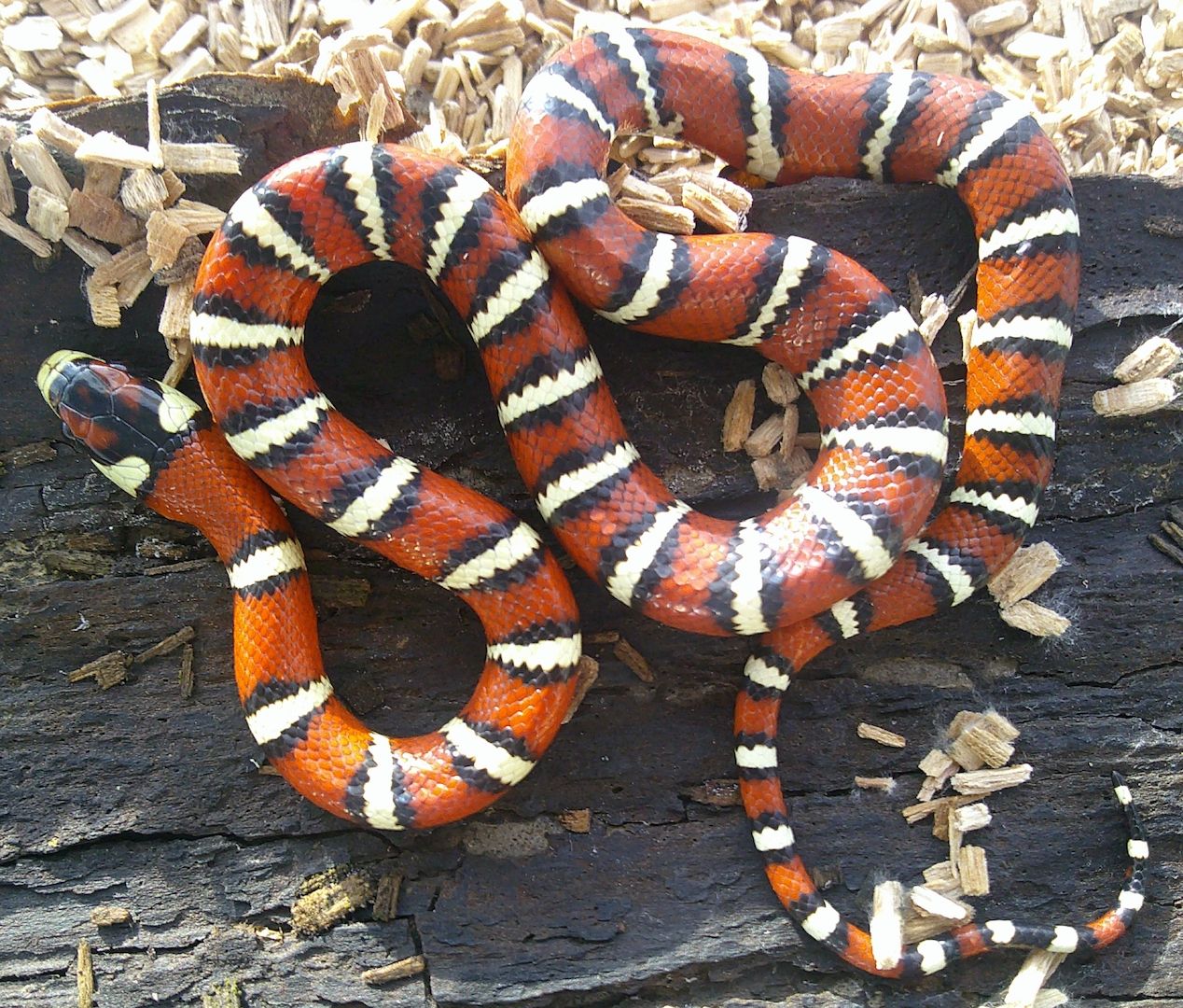 1 Chihuahuan-Berg-Königsnatter, Lampropeltis knoblochi NZ 23