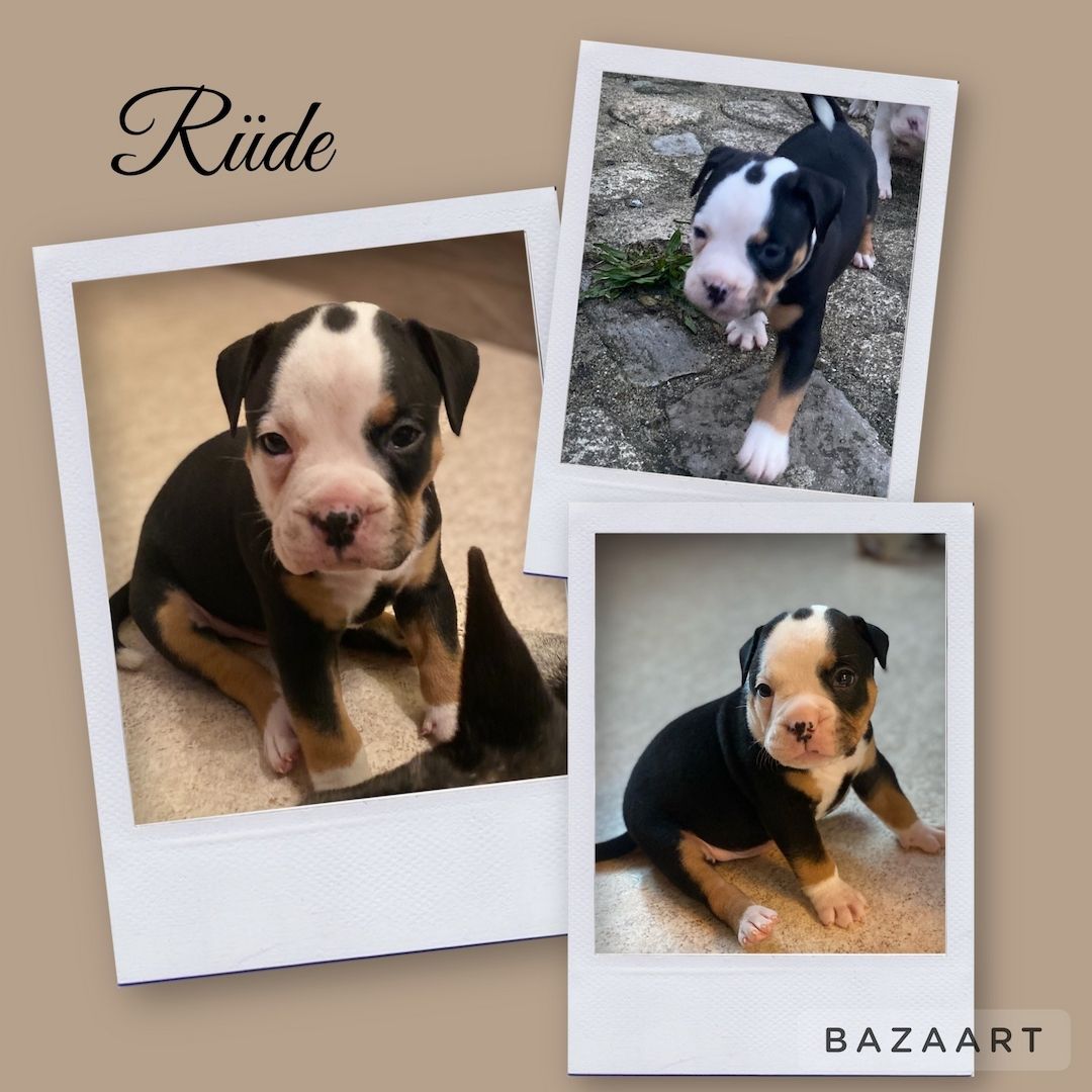 Old englische bulldoggen