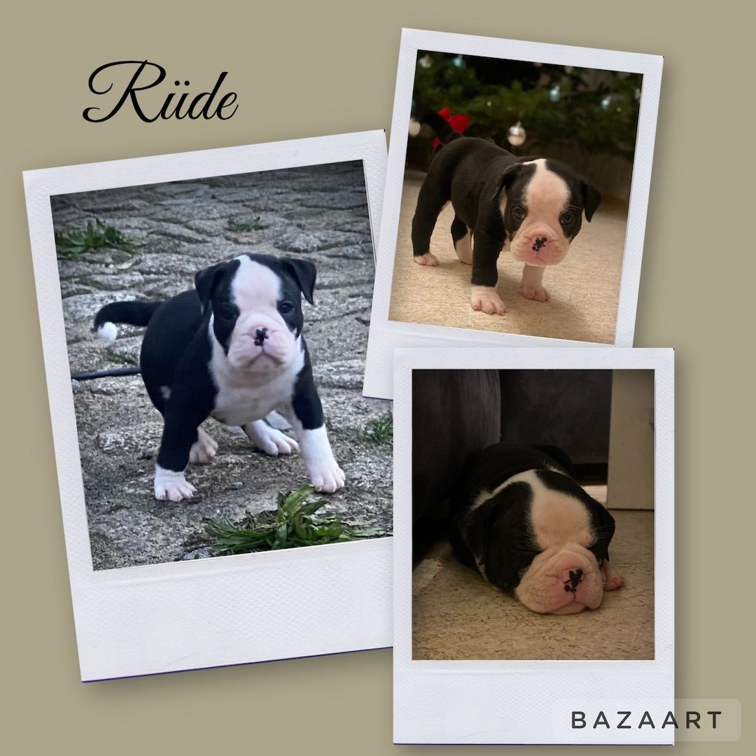 Old englische bulldoggen