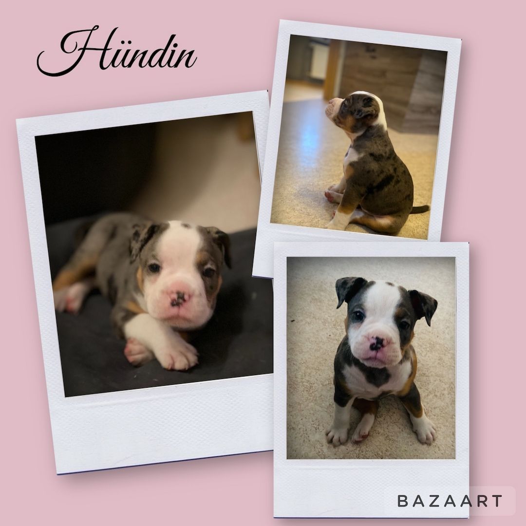 Old englische bulldoggen