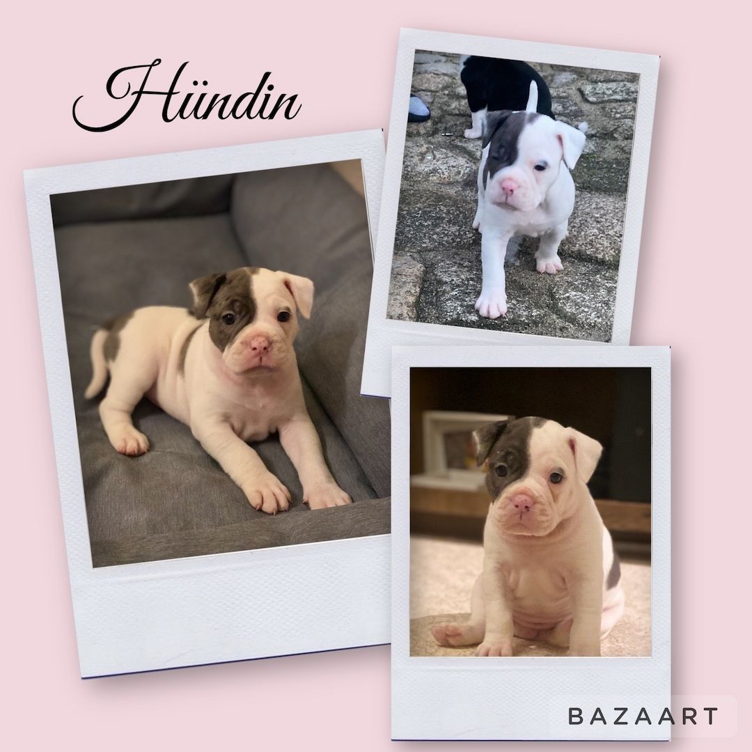 Old englische bulldoggen