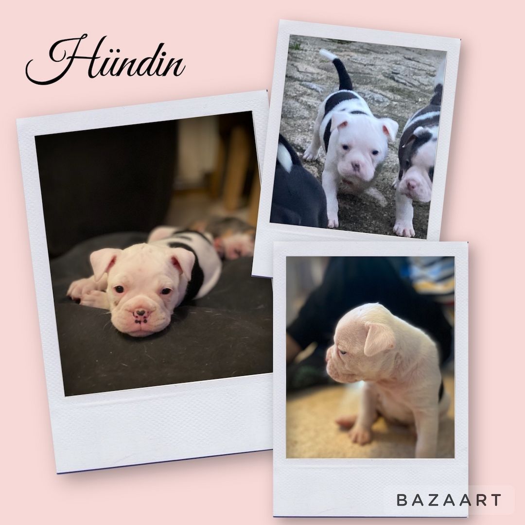 Old englische bulldoggen