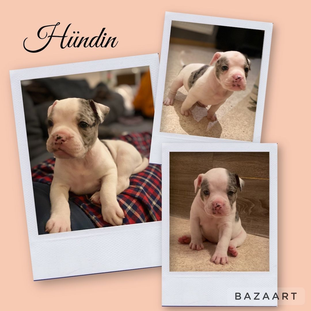 Old englische bulldoggen