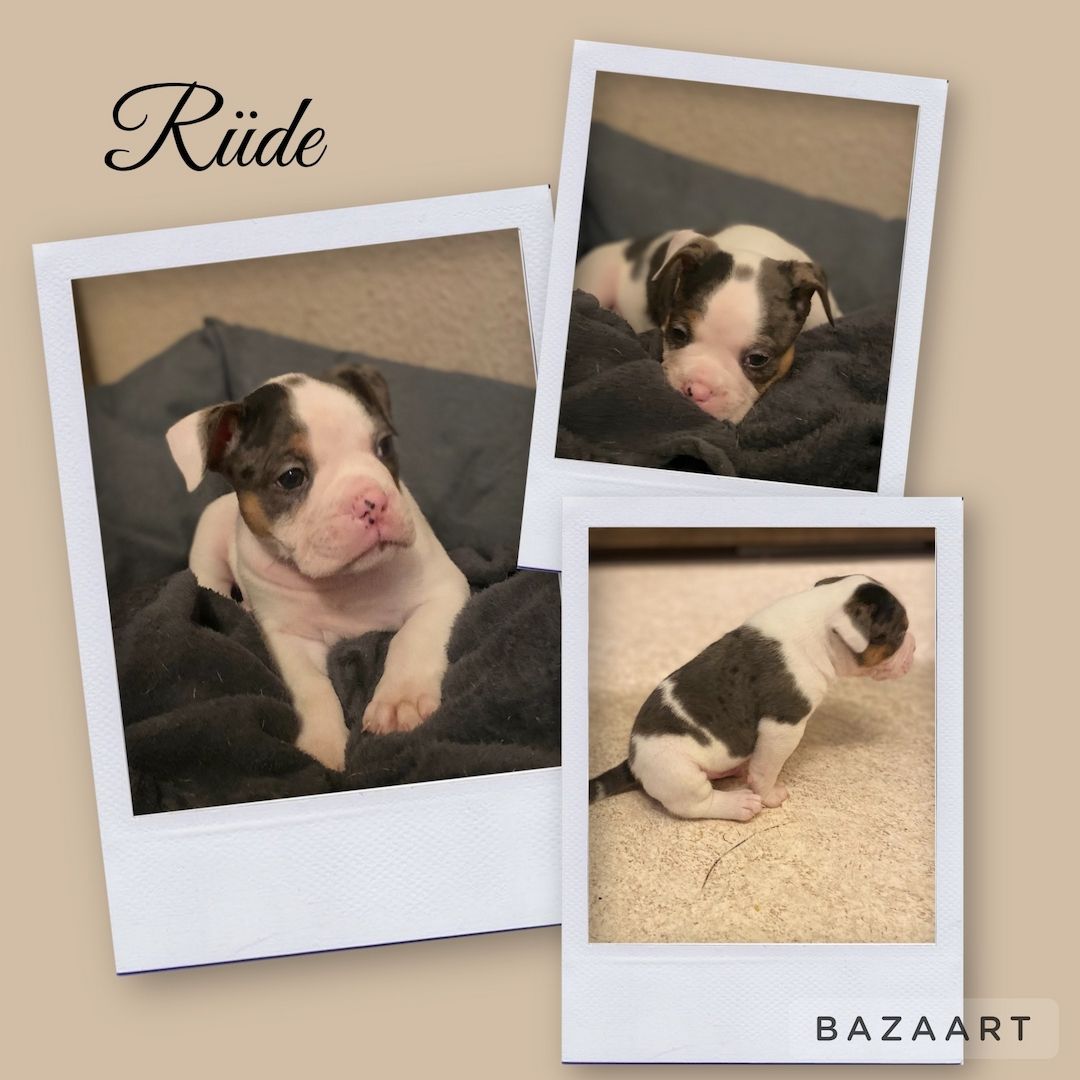 Old englische bulldoggen