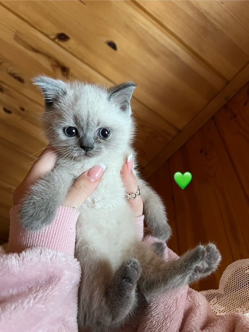 Britisch Kurzhaar Kitten