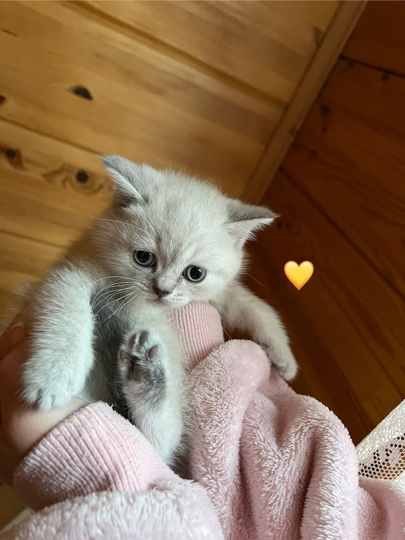 Britisch Kurzhaar Kitten